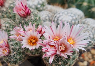 Preview: Turbinicapus saueri ssp. nillissae